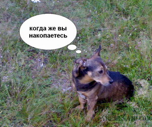 jdu
