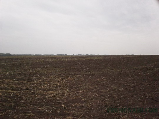 поле