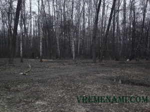 березовая роща