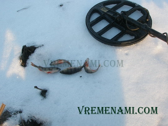 окуньки на льду с металлоискателем