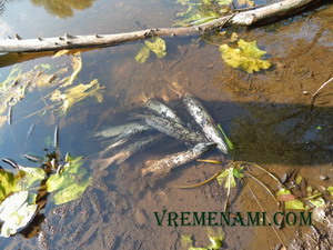 улов щуки пойманной на спиннинг