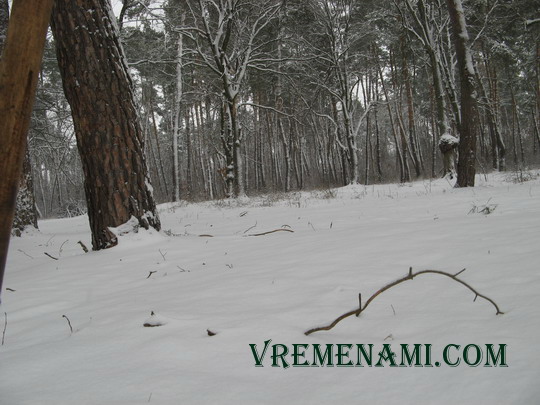 зимний лес