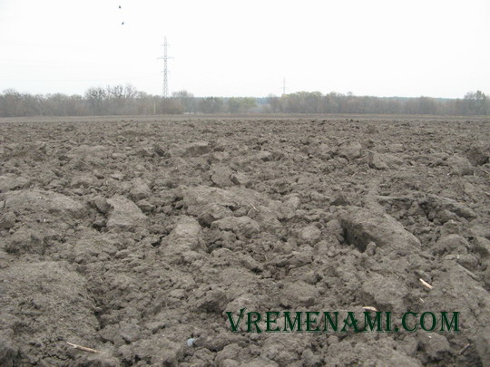 поле моих поисков